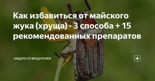 Как выглядит личинка майского жука