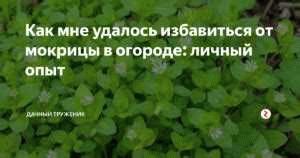 Уничтожение мокрицы: преимущества и недостатки различных методов