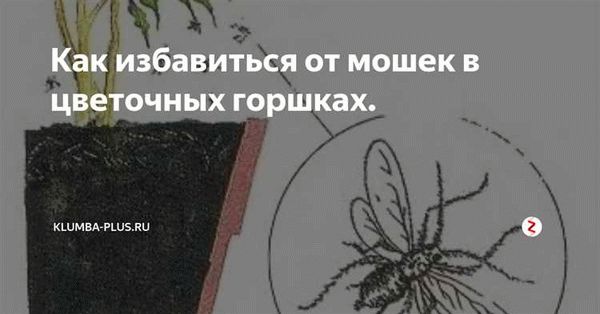 Как избавиться от мошек в цветочных горшках