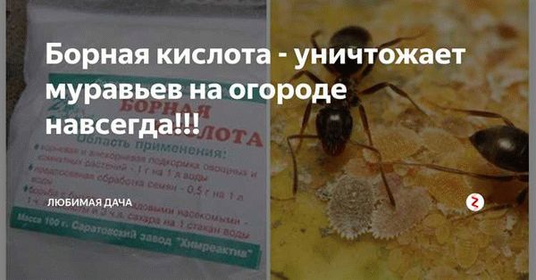 Особенности применения борной кислоты в саду и огороде