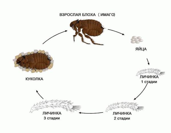 Как выглядят блохи