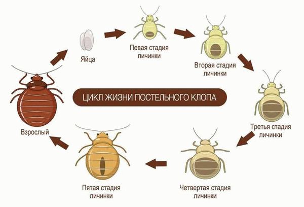 Как обнаружить клопов в квартире самостоятельно и узнать есть ли они