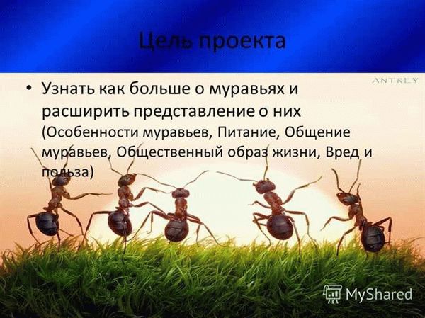 Муравьи используют специальный химический язык