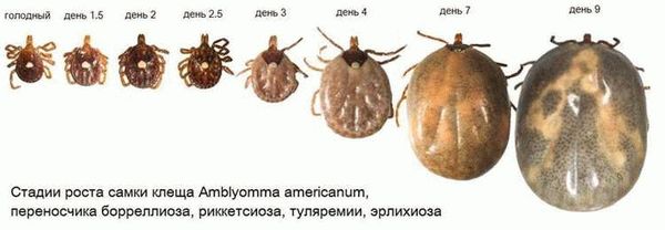 Какие регионы являются особо опасными для заражения клещевым энцефалитом?