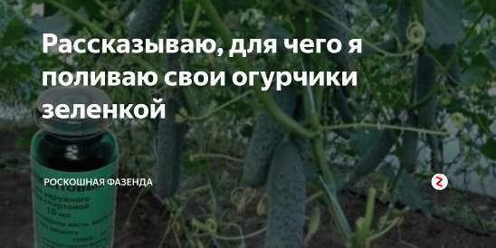 Для чего нужна зелёнка овощам