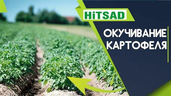 Зачем окучивать картофель