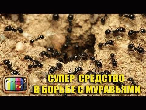 Какие виды муравьев чувствительны к борной кислоте