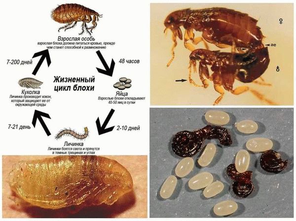 Размножение блох