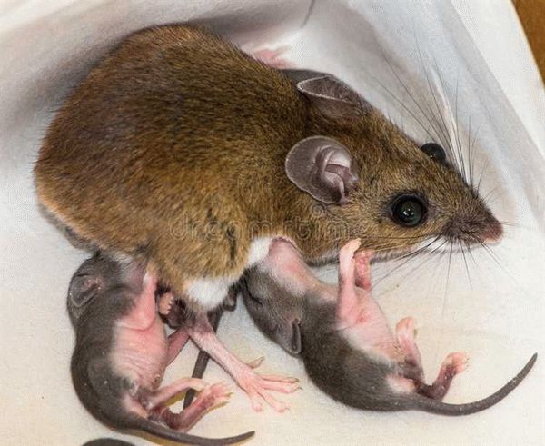 Как часто плодятся мыши?