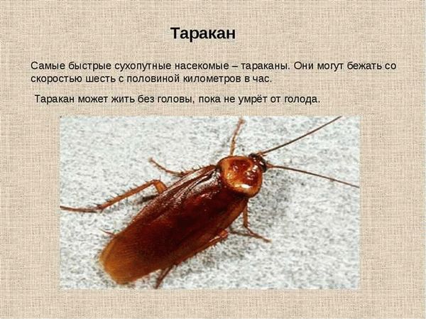 Сколько живут домашние тараканы без еды и воды?