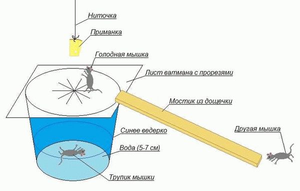 Чертежи и схемы простых мышеловок своими руками