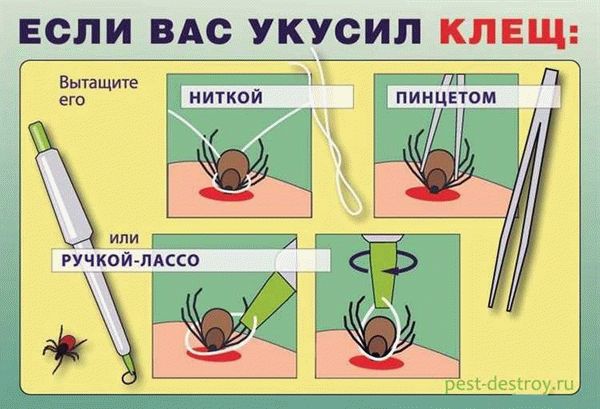 Эффективные способы уничтожения клещей