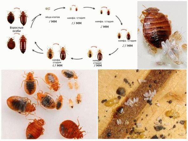 Профессиональное уничтожение яиц клопов