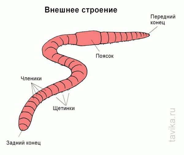 Внешнее строение дождевого червя