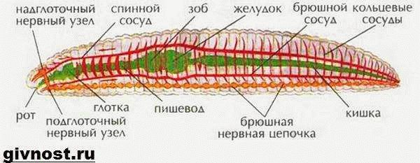 Каков он изнутри