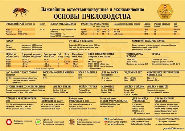 Особенности поведения королевы пчел в улье