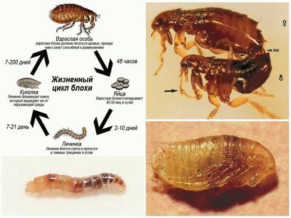 Способы борьбы с блохами