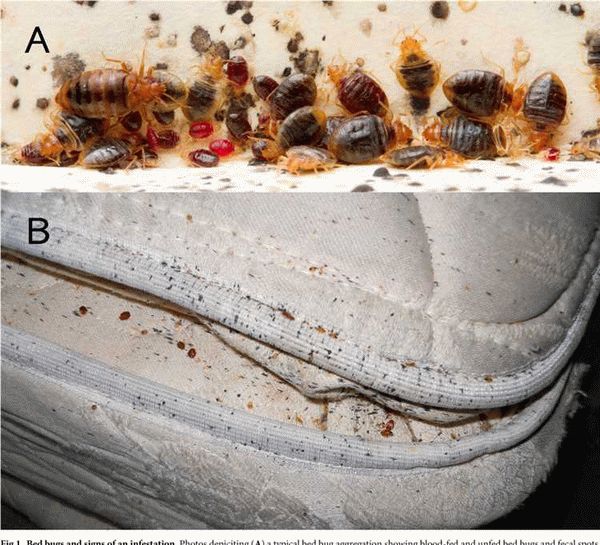 В какой мебели обитают постельные клопы?