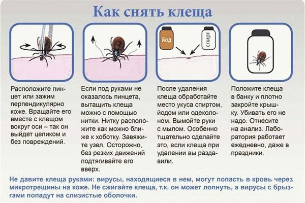 Как не следует убирать с кошки клеща и почему?