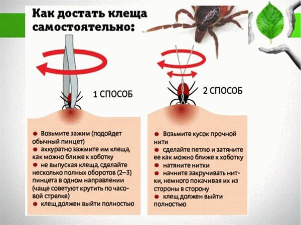 Какие последствия может иметь неправильное удаление клеща?