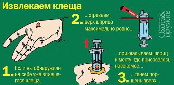 Когда и где искать в шерсти клещей