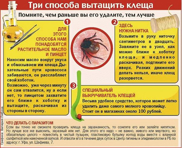 Как уберечь своего любимца от клещей