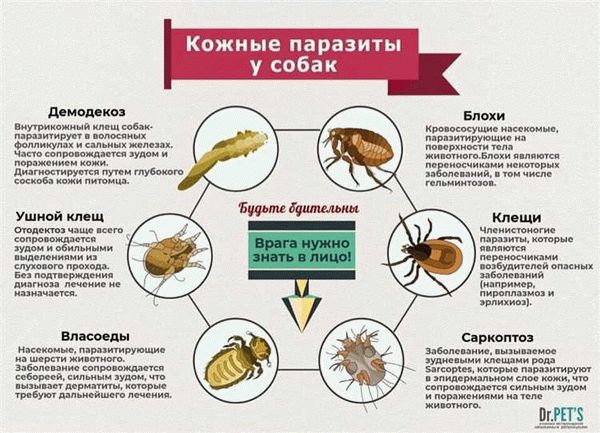 Возможно ли заразиться от человека