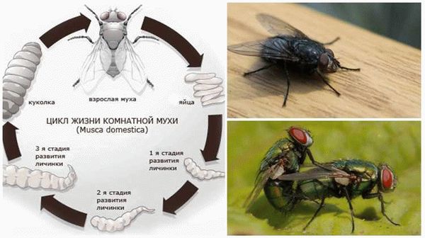 Зимовка мух