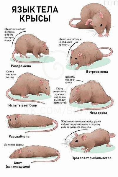 Чем можно заразиться от мышей?