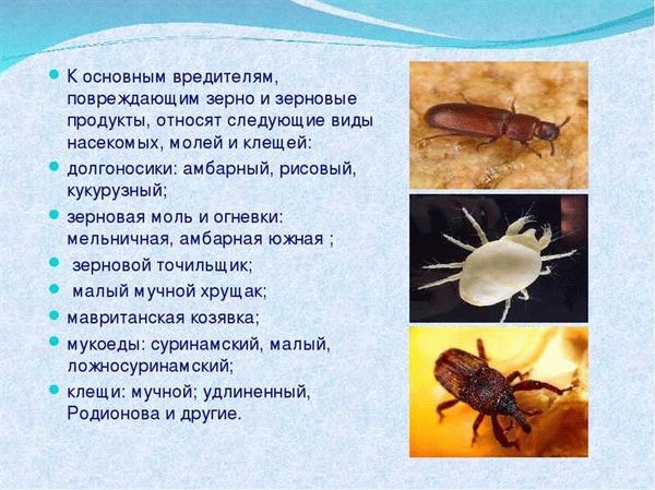 Какие домашние насекомые заселяют дома и квартиры: список вредителей и описание