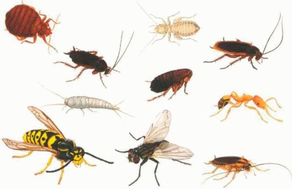 Прочие домашние насекомые