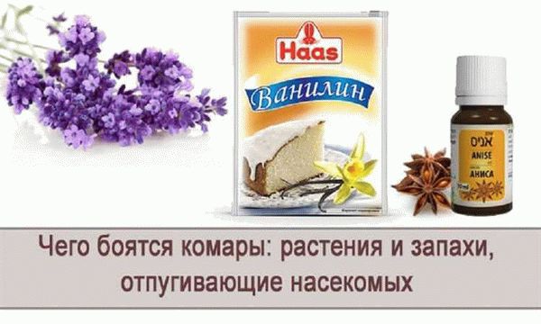 Какие запахи отпугивают ос, не любят осы и боятся пчелы?