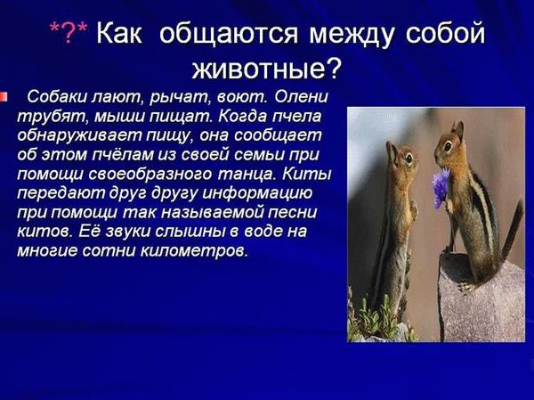 Как понять эмоциональное состояние крысы по звукам