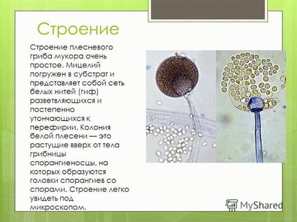 Опасность гриба мукор для человека и окружающей среды