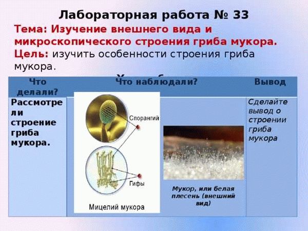 Полезное применение плесени мукора