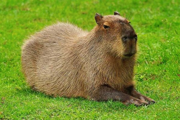 Внешний вид и особенности капибары