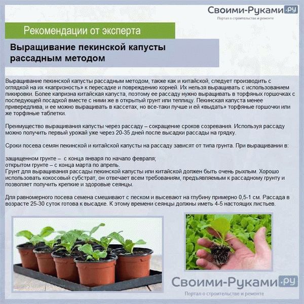 Характеристики капусты Вьюга