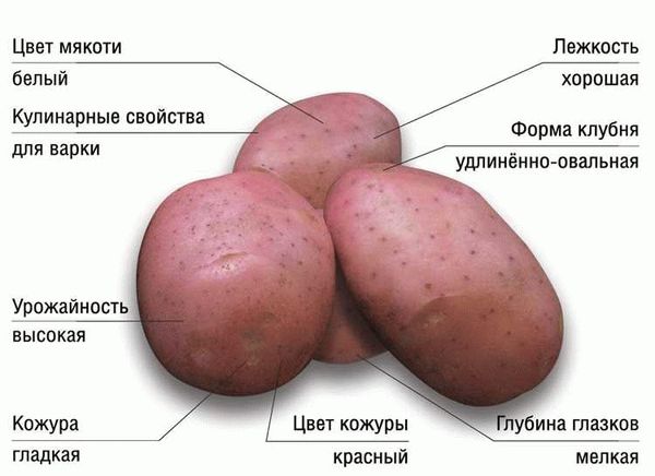 Описание сорта картофеля Родриго