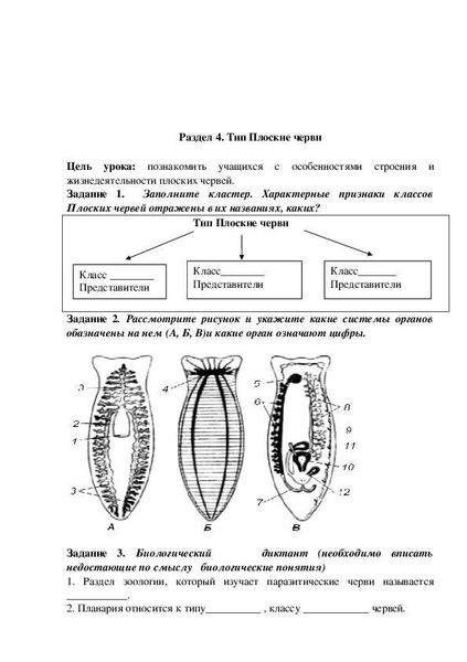 Класс ленточные черви: характеристика, важность для подготовки к ЕГЭ по биологии