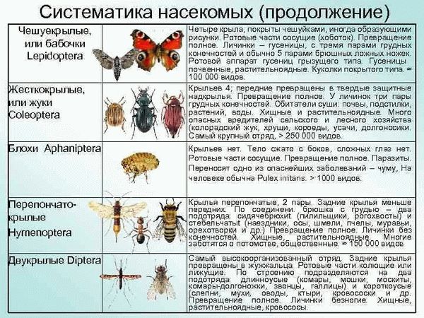 Интересные факты о насекомых