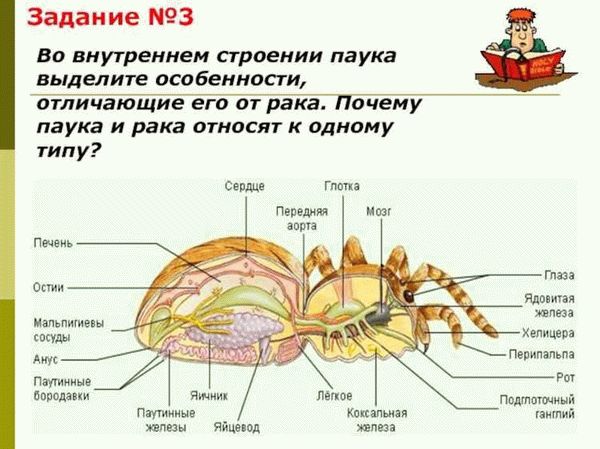 Значение и использование паукообразных для человека