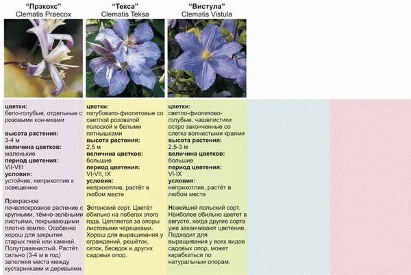  Описание и основные характеристики клематиса Президент 