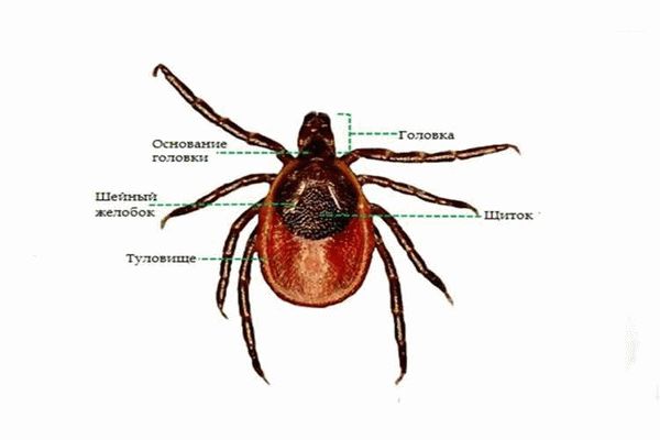 Анатомическое строение клещей