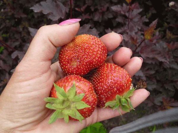 Характеристика клубники Берегиня, опираясь на оригинатора