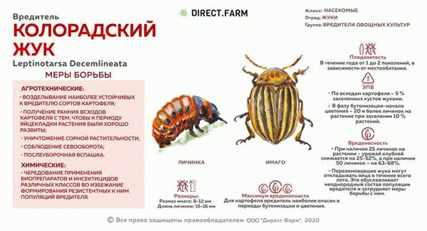 Последствия отсутствия борьбы с колорадским жуком