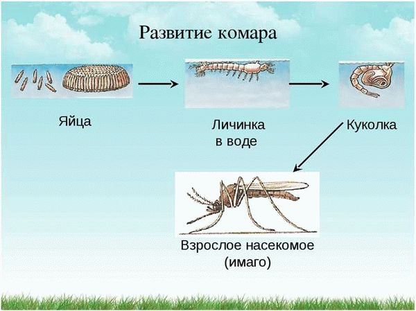 Как справиться с гнусом