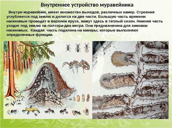 Как ещё с помощью муравейника определить стороны света