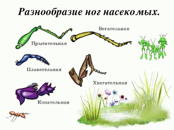 Адаптации и особенности