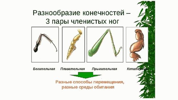 Специализация конечностей