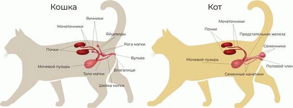 Мистер Кот рекомендует: общие сведения